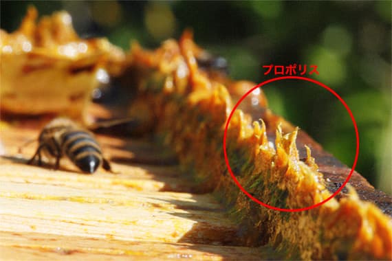 プロポリス