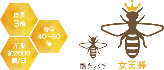 働きバチと女王蜂は、体調3倍・寿命40～50倍・産卵約2000個/日の生命力が異なる